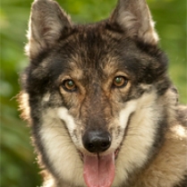 Amaya came to Shy Wolf Sanctuary after her original owner could not take her traveling. Amaya is known for her connection with Autistic individuals. She is up for adoption.