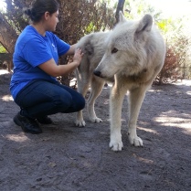 Maria Bustamante, a volunteer at Shy Wolf Sanctuary gives Tien one of his faveorite things, a butt scratch!