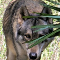 Picture provided by SWS. Coosa came to Shy Wolf Sanctuary at 2 years old. His original owner had to sale his house and could not take Coosa with him. Coosa is very shy and is very selective on who he chooses to bond with. This shy nature did not stop him from standing up to Namid.